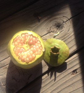 Traditional Sonoran style for opening an heirloom Sonoran White pomegranate (MABurgess photo)
