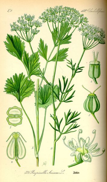 anise-illustration_pimpinella_anisum