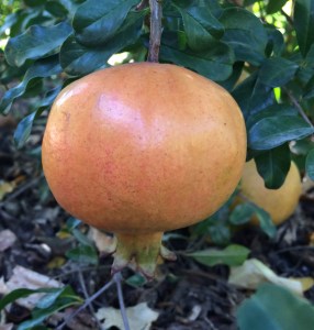 Heirloom pomegranate from Mission Garden, Tucson (MABurgess photo)