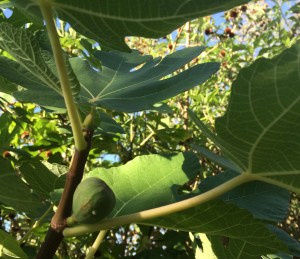 Heirloom Sosa-Carrillo fig (a Padre Kino introduction) from Mission Garden now producing in my yard (MABurgess photo) 