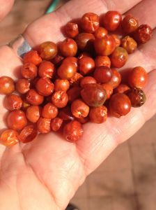 chiltepines-harvested-in-hand