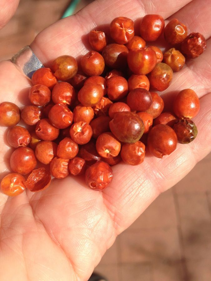 Fresh-picked mature chiltepin peppers--Caution: do not rub eyes after picking chiltepines!