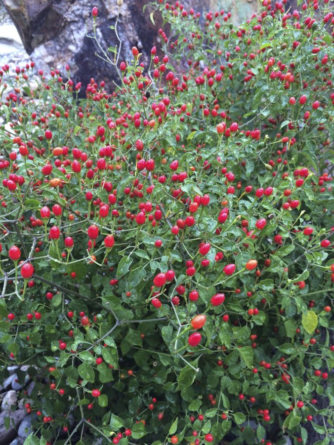 Chiltepin pepper from the wild, growing at Tohono Chul Park (Burgess photo)
