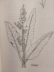Botanical illustration of wild rhubarb from Medicinal Plants of the Mountain West by Michael Moore, U.NewMexico Press (drawing by Mimi Kamp)