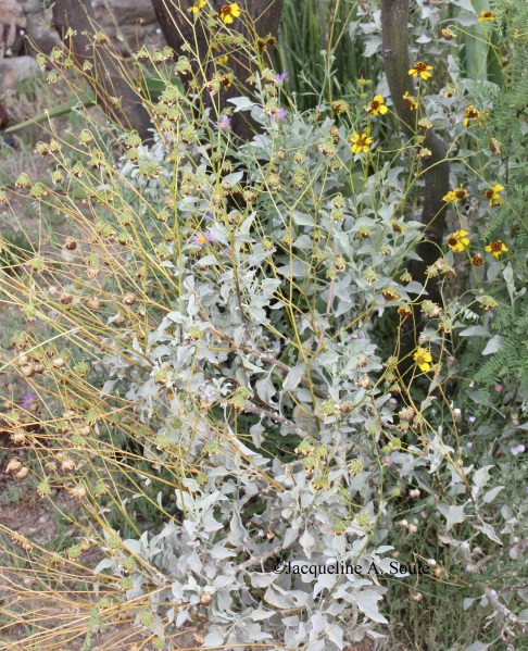 encelia-farinosa-bur-0091-web