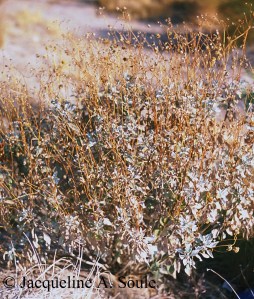 encelia-farinosa-cc-may-05-048-web