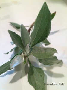 encelia-leaves-2825-web