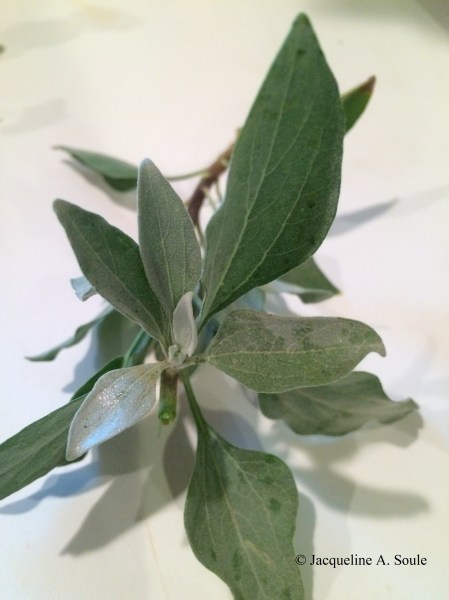 encelia-leaves-2825-web