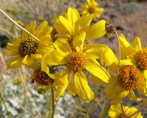 encelia_farinosa_capitula_byss