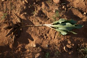 Wild rhubarb dug out of sandy soil showing multiple tuberous roots and young leaves (MABurgess photo)