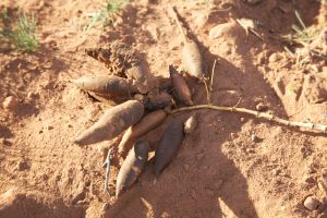Close-up of wild rhubarb storage roots (JRMondt photo)
