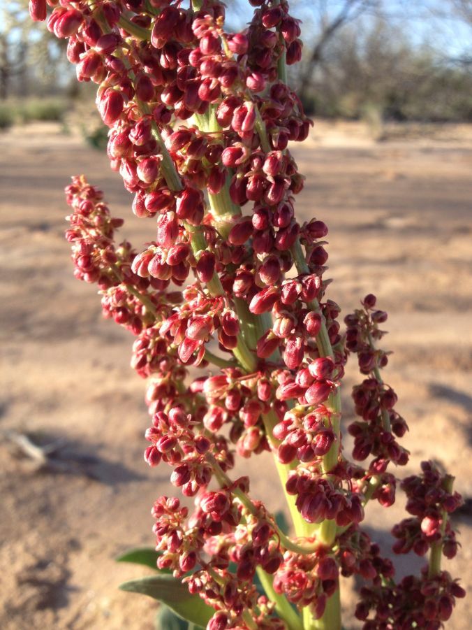 Wild rhubarb flower stalk close-up (MABurgess photo)