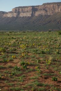 Wild rhubarb on sandy soil in Paradox Valley, western CO (JRMondt photo)