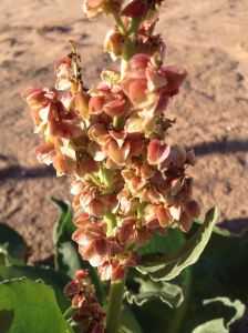 Close-up of wild rhubarb's membranous seeds (MABurgess photo)