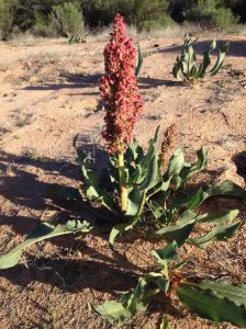 Wild rhubarb stalk ready to harvest (MABurgess photo)