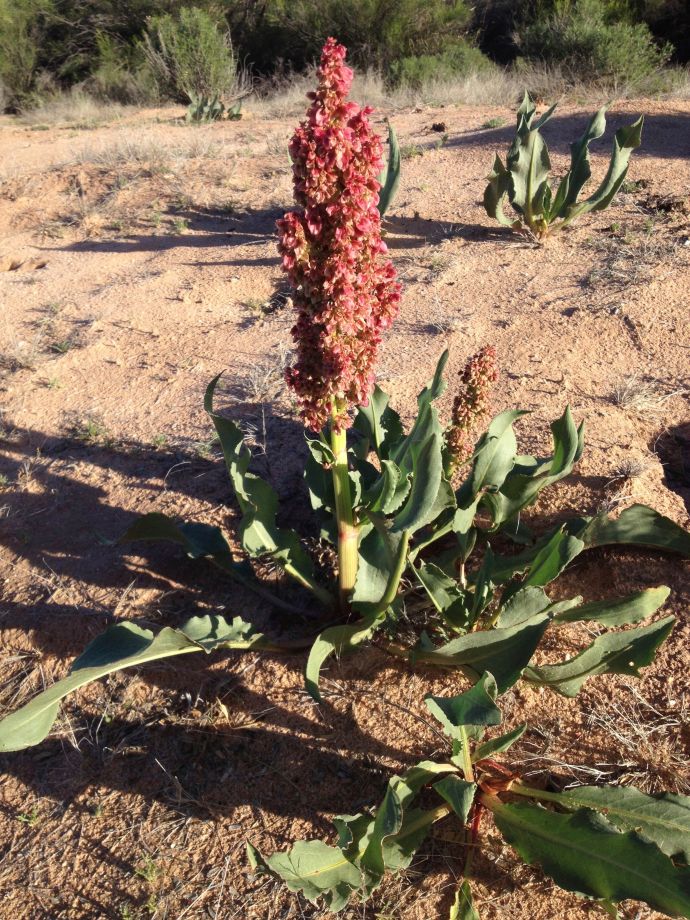 Wild rhubarb stalk ready to harvest (MABurgess photo)
