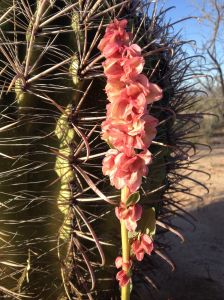 Wild rhubarb stalk with colorful immature seeds forming (MABurgess photo)