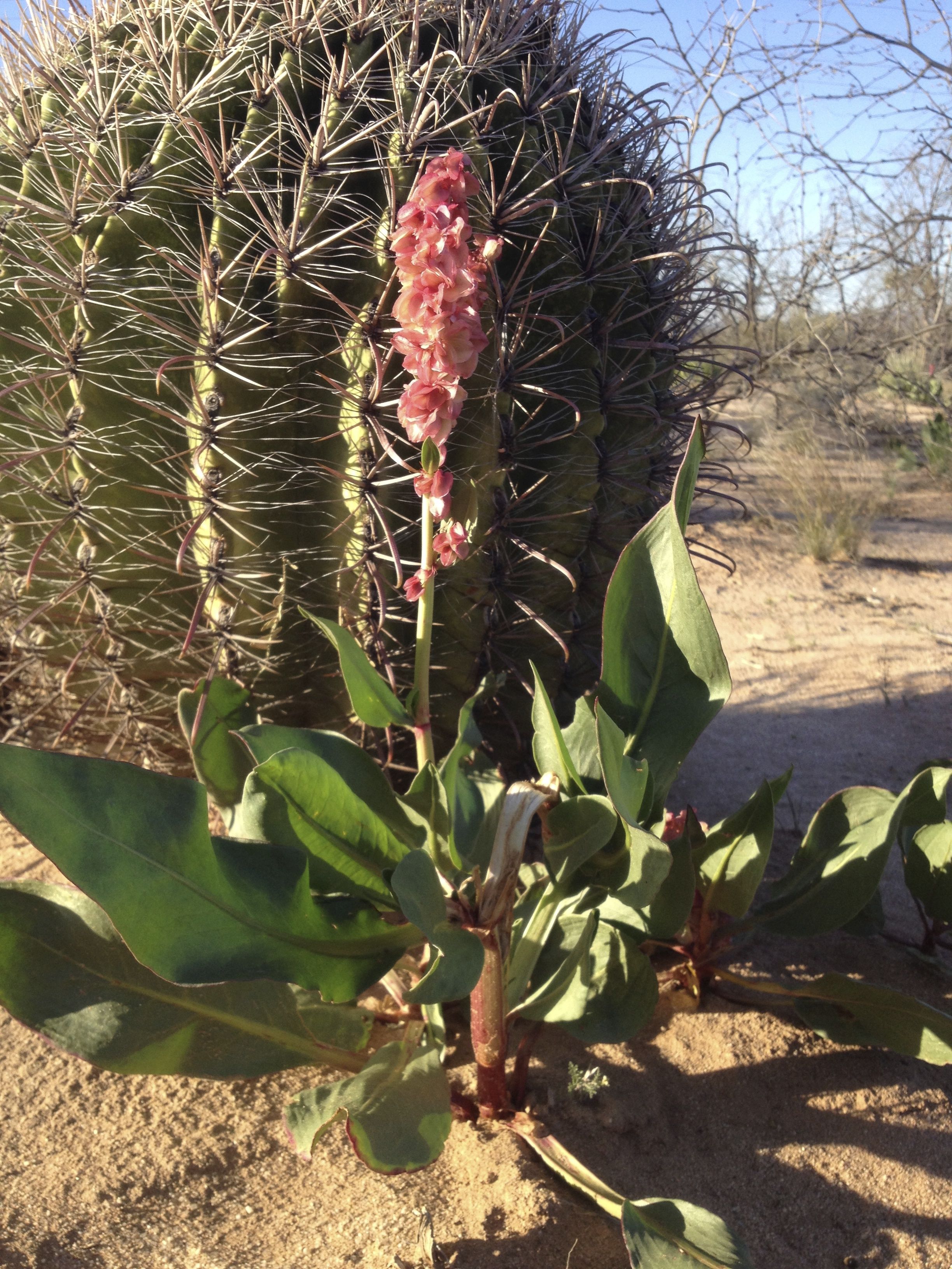 Wild rhubarb is emerging again this month from its hidden storage roots, dotting arroyo-banks and sandy places with green rosettes of leaves and colorful raspberry-pink stalks (MABurgess photo)