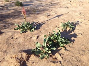 Wild rhubarb emerging in ancient dune soil, Avra Valley , southern AZ (MABurgess photo)