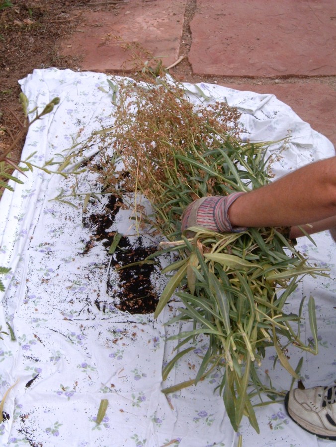 04 seed save of penstemon 0800451 (c) JASoule one time use only to CSP