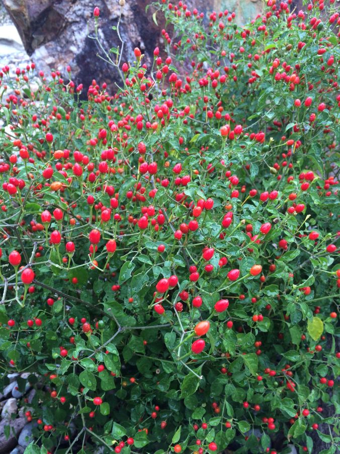 chiltepine in full picante fruit at TCP