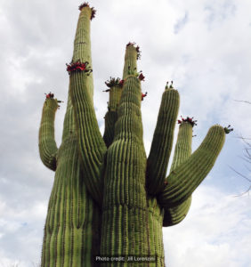 Fruiting-saguaro-JL-rwm-282x300