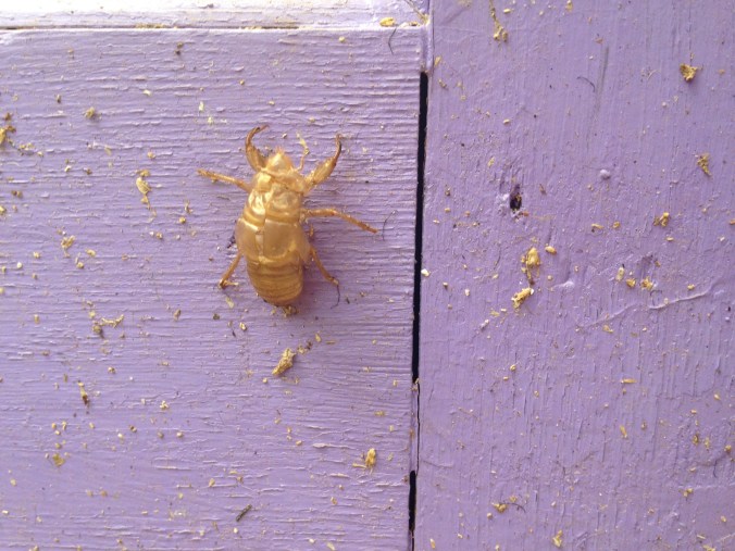 original (4294977109)