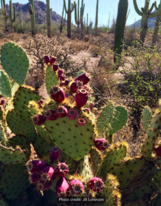 Prickly-pear-cactus-ripe-tunas-JL-rwm-235x300