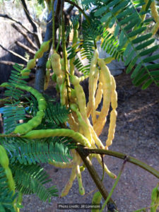 Velvet-mesquite-pods-ripening-JL-rwm-225x300