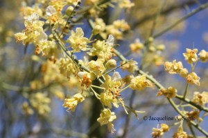 palo verde flowers 1702783
