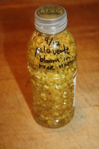 palo verde flowers 1702855