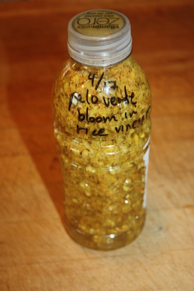 palo verde flowers 1702855