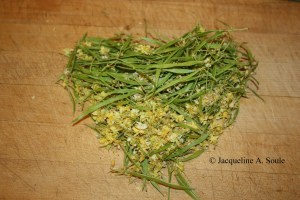 palo verde flowers 1702858