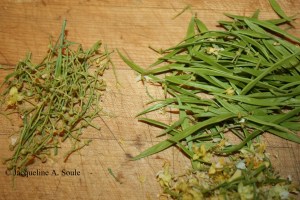 palo verde flowers 1702863