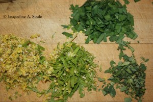 palo verde flowers 1702869