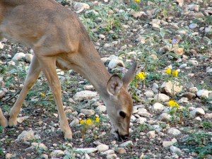 deer white tail yearling pixabay 1604701