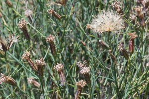 porophyllum gracile calflora 1710