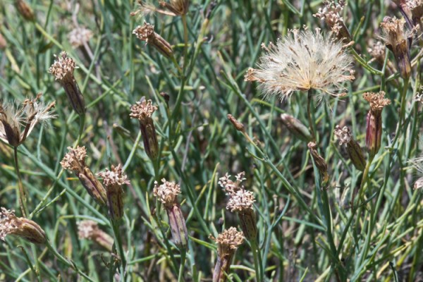 porophyllum gracile calflora 1710