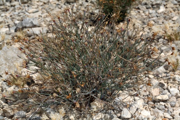 porophyllum gracile calflora 1801