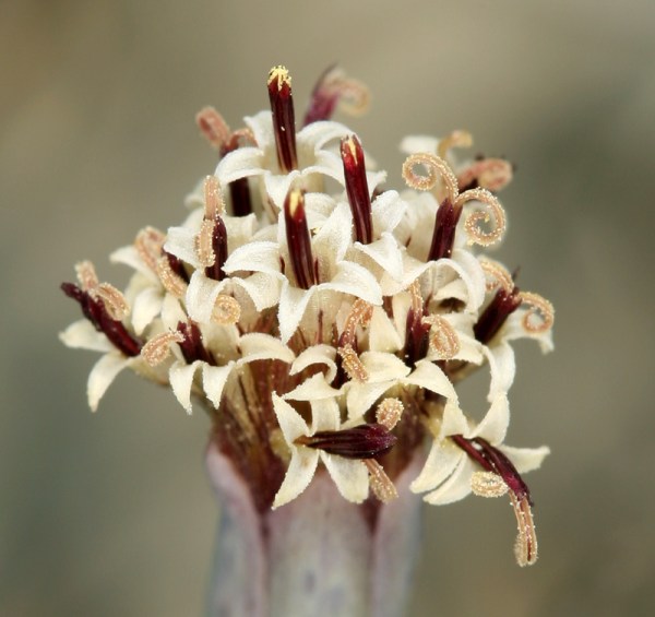 porophyllum gracile calflora 1803