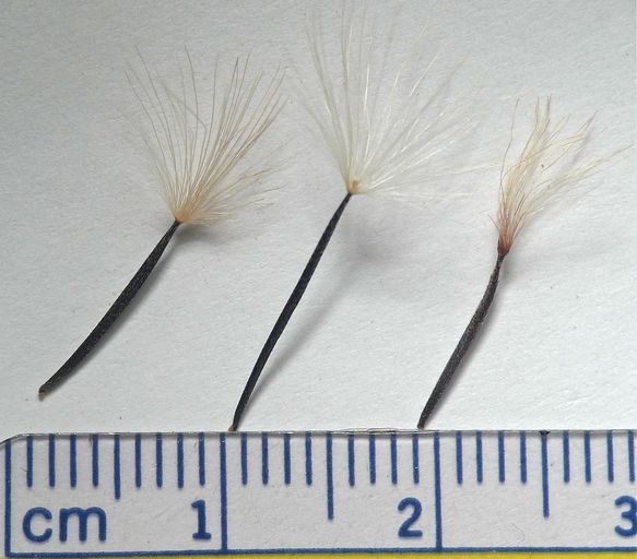 Porophyllum gracile Benth., "odora" -9