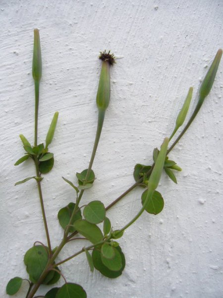 porophyllum ruderale calflora 2535