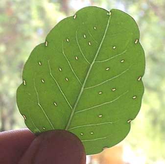 porophyllum ruderale glands wiki free