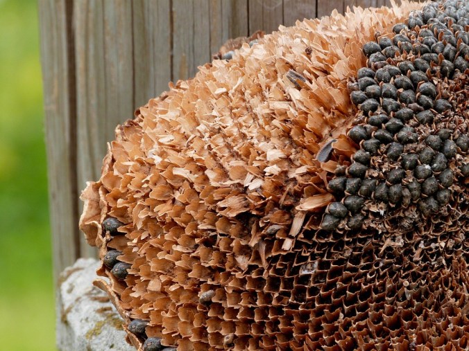 Helianthus seed head pixabay 020