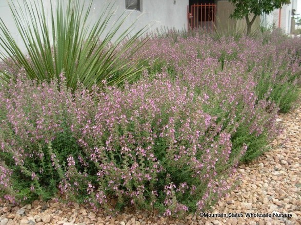 Teucrium chamaedrys 008