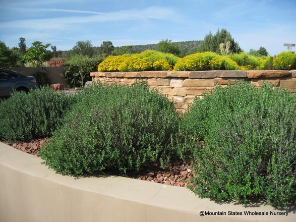 Teucrium chamaedrys and Chrysactinia mexicana