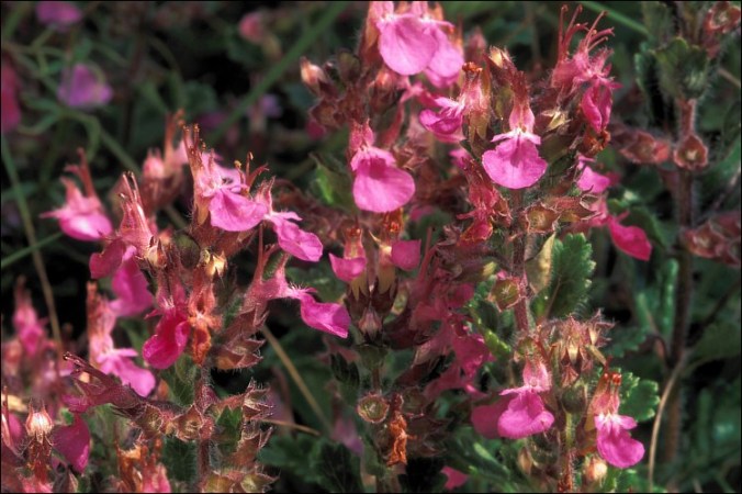 Teucrium chamaedrys calflora 0079