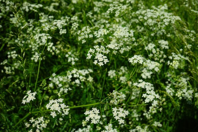 chervil pixa 474774_1280