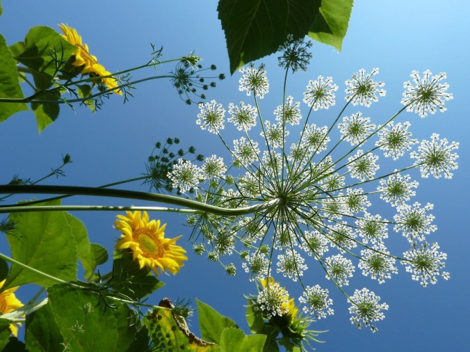 umbel pixa 1286924_1280