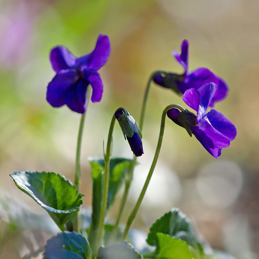 Viola odorata 006